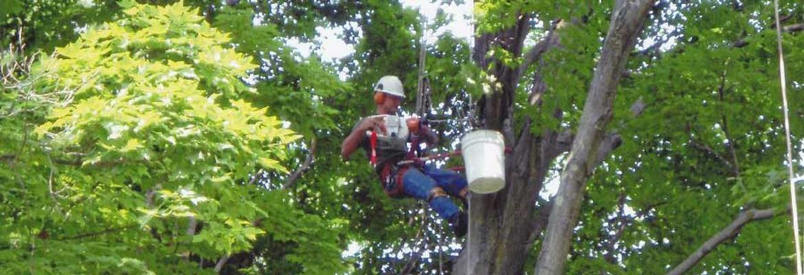 Trimming Branches